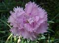 2013-0630-1520_Dianthus_25,7C